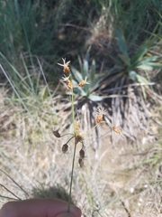 Fimbristylis puberula