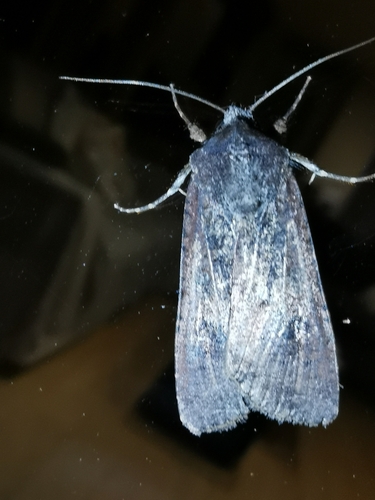 Peridroma saucia
