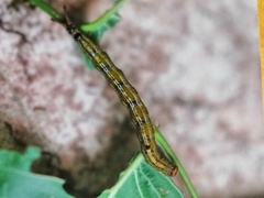 Dicranura ulmi