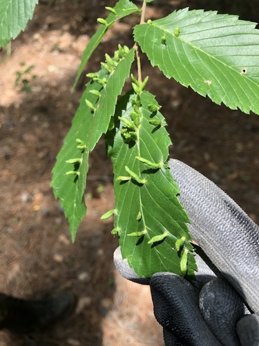 Elm Finger Gall Mite