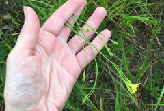 Linum medium texanum