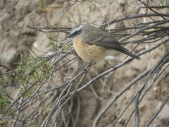 Ochthoeca oenanthoides