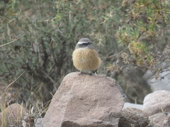 Ochthoeca oenanthoides