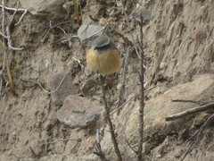 Ochthoeca oenanthoides