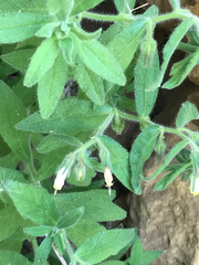 Podonosma orientalis