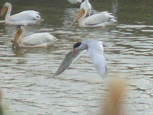 Sterna forsteri