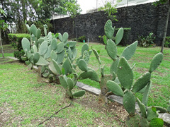 Opuntia ficus-indica