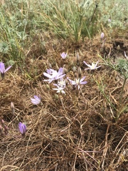 Brodiaea nana