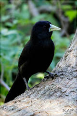 Solitary Cacique photo 4