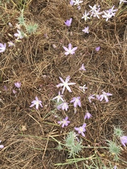Brodiaea nana