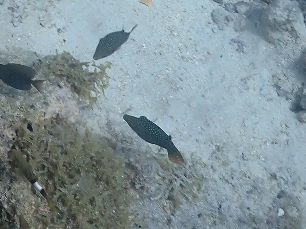 Spotted sharpnose