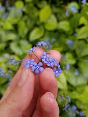 Brunnera macrophylla