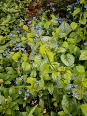Brunnera macrophylla