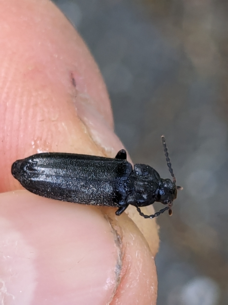 Lipped False Darkling Beetle