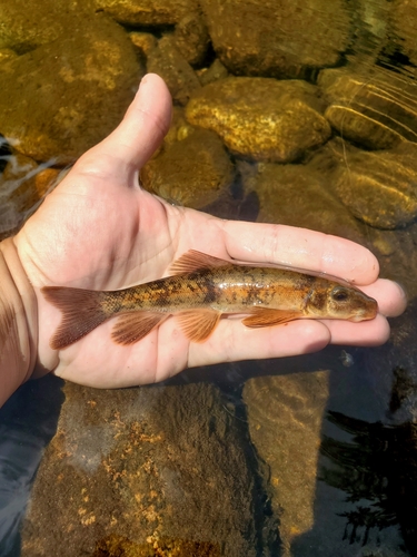 Longnose sucker (Catostomus catostomus) — Catostomidae — 4