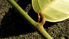 Bonamia agrostopolis