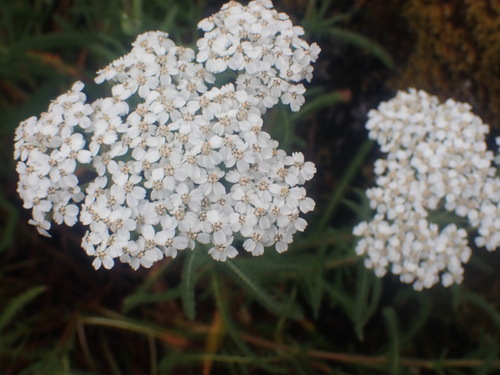 Yarrow