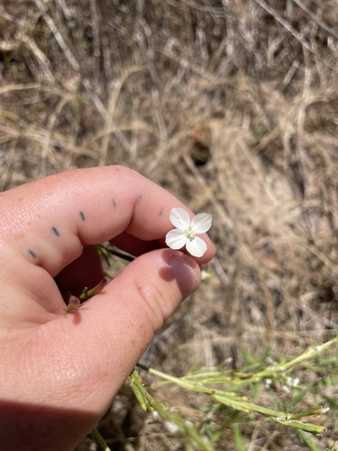 Canyon clarkia (Clarkia epilobioides)