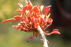 Puccinia magellanica
