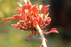 Puccinia magellanica