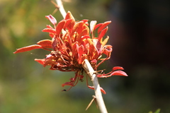Puccinia magellanica