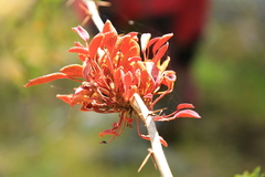 Puccinia magellanica