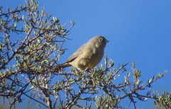 Sicalis