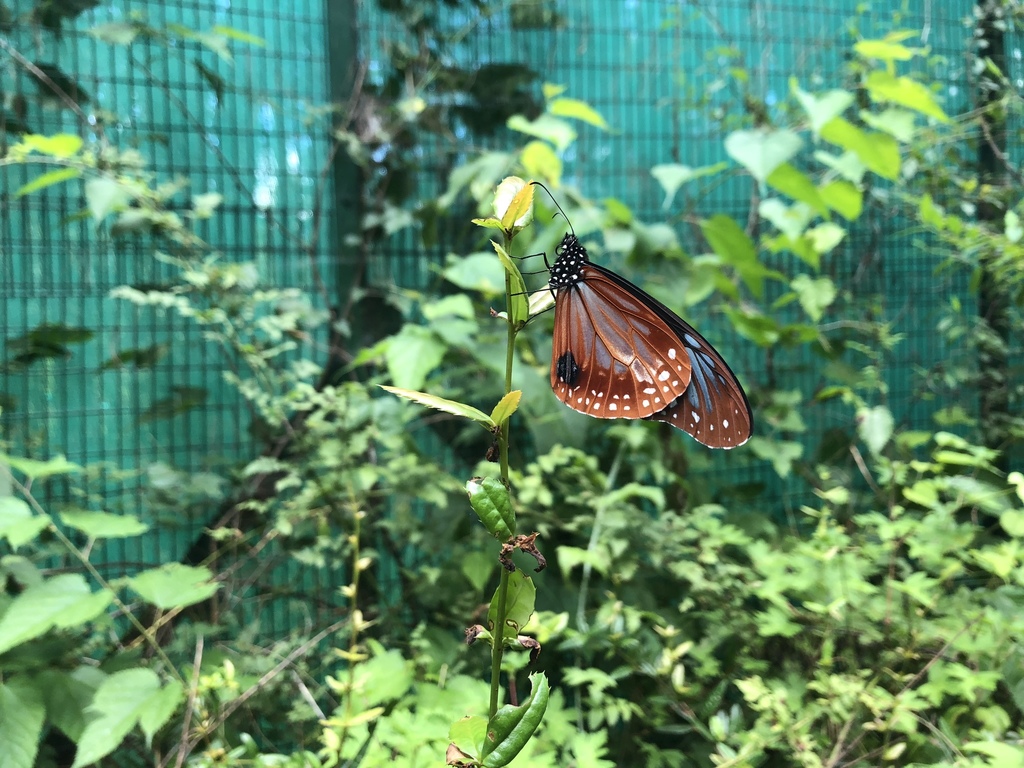 Pedong Tiger