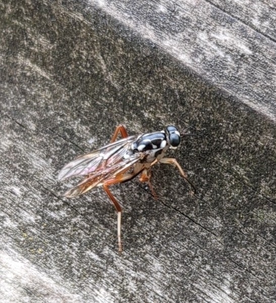 Xylomya americana