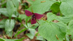 Trillium erectum erectum