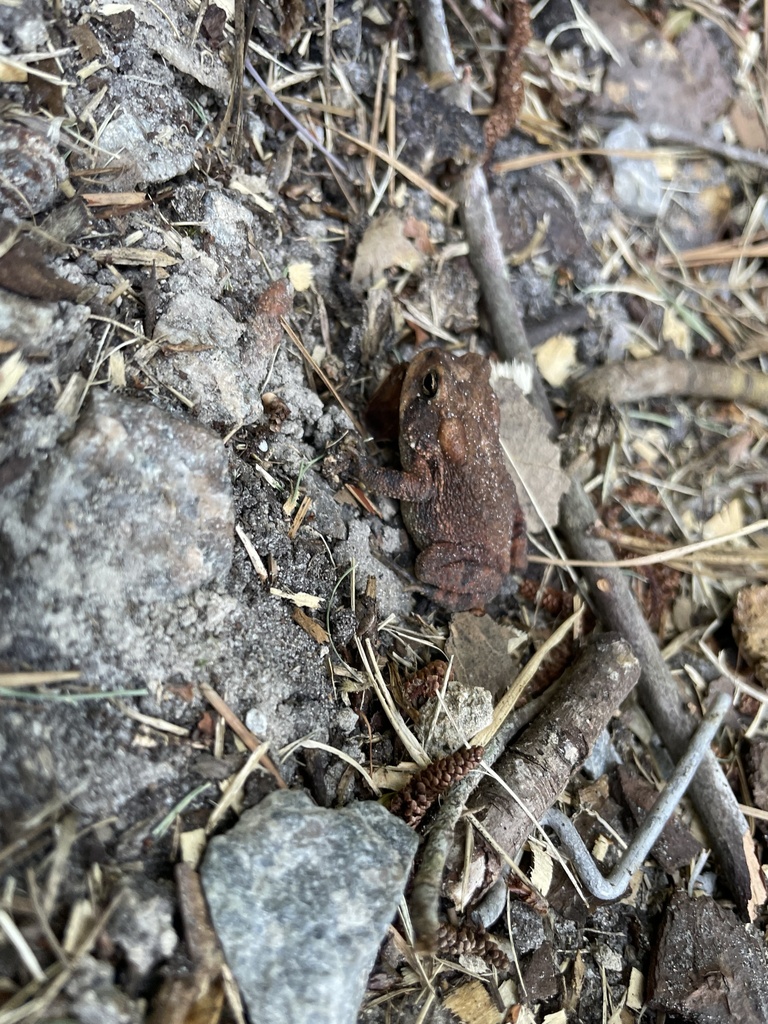 Southern Toad from Marywood Dr, Wilmington, NC, US on June 4, 2024 at ...