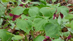 Trillium erectum erectum