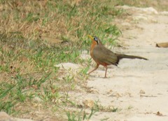 Morococcyx erythropygus