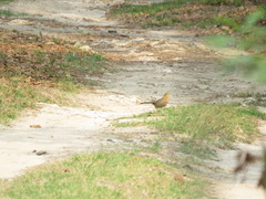 Morococcyx erythropygus