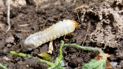 Popillia japonica