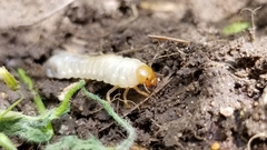 Popillia japonica