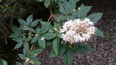 Aesculus californica