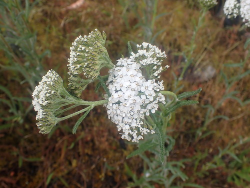 Yarrow