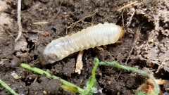 Popillia japonica