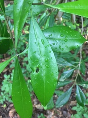Cartrema americana
