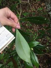Cartrema americana