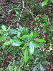 Cartrema americana