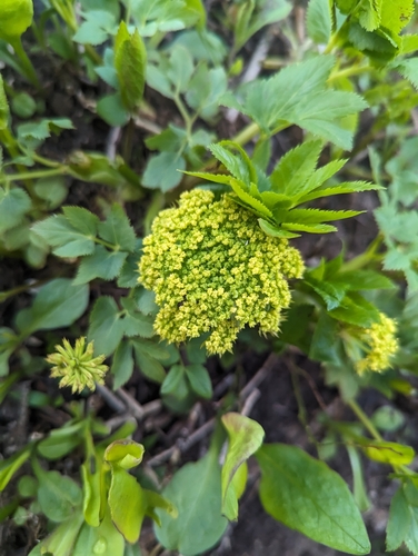 Image of Angelica dawsonii by (c) Caleb Catto, some rights reserved (CC BY)
