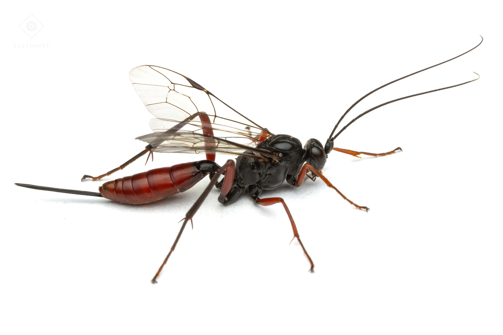 Cryptus armator