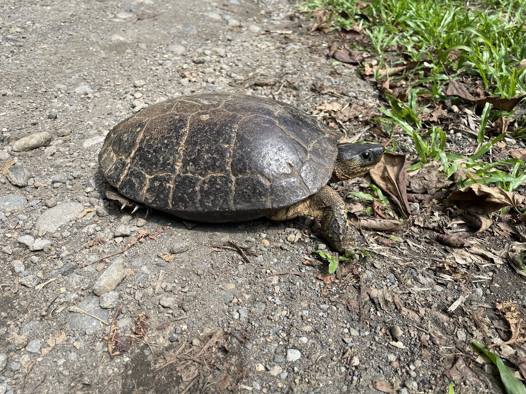 Black River Turtle in June 2024 by add03e · iNaturalist