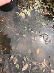 Potamogeton natans