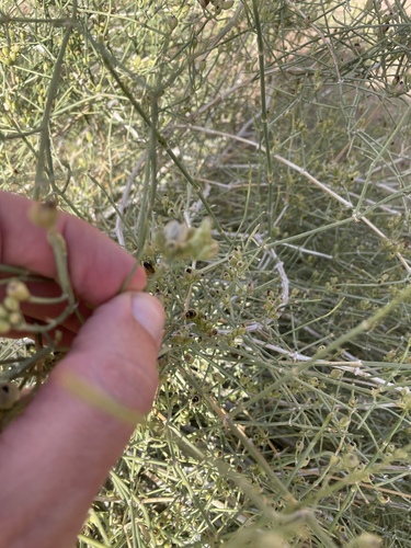 Ephedra ciliata, photograph 1