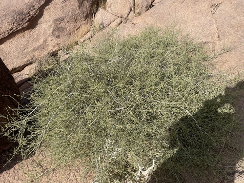 Shrubby horsetail (Ephedra ciliata)
