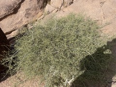 Ephedra ciliata