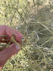 Ephedra ciliata, photograph Chase Mathey, CC BY, iNaturalist via GBIF